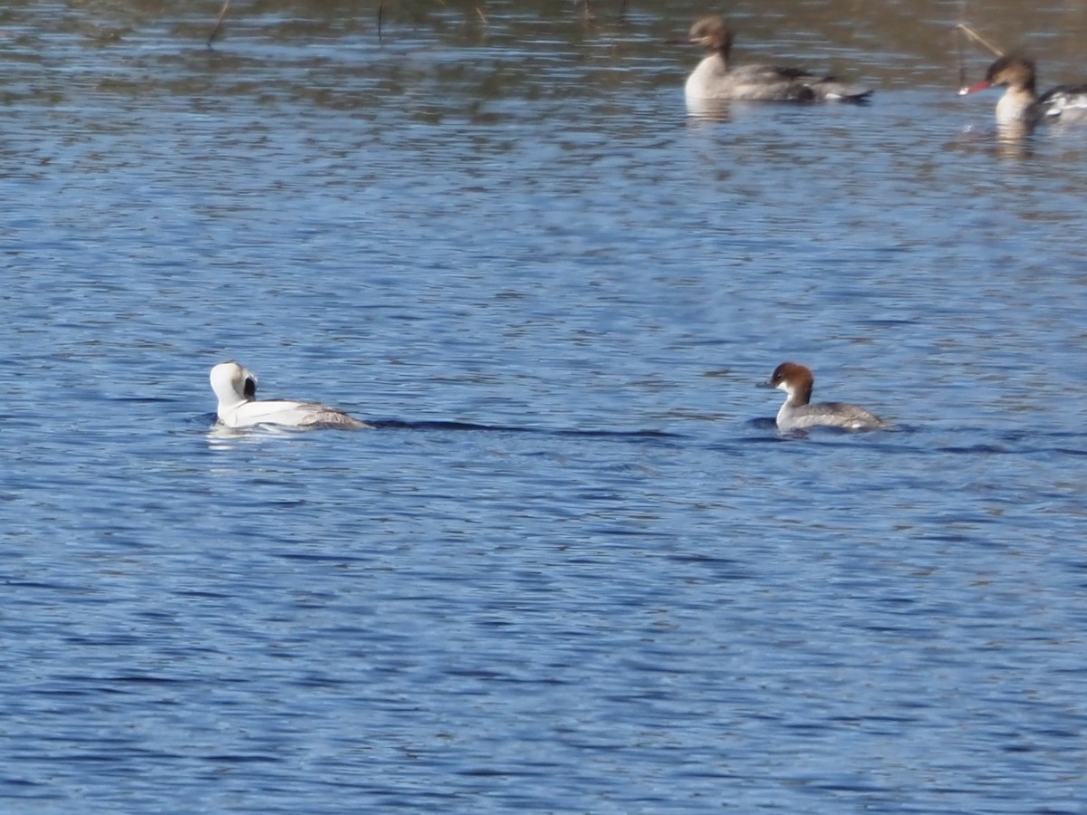 Smew - ML619677475