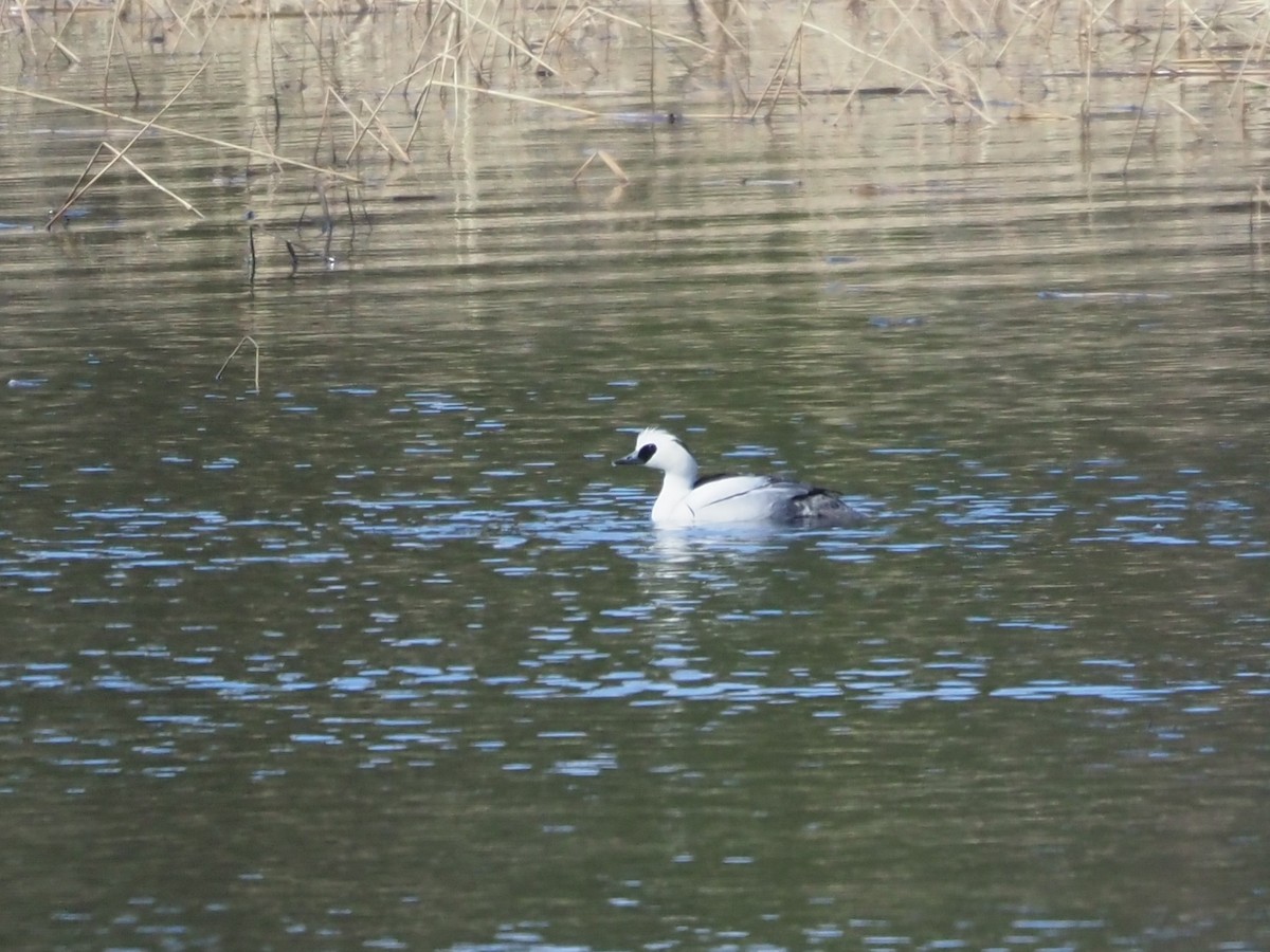 Smew - ML619677477