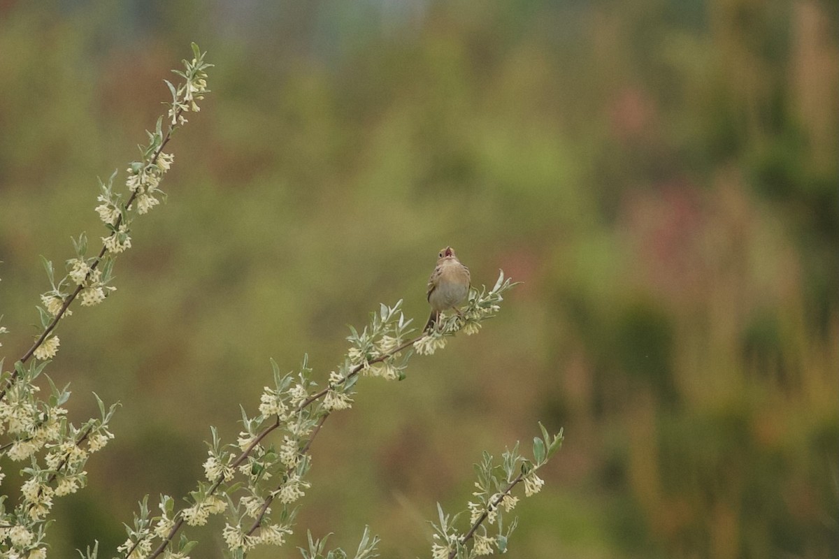 Grasshopper Sparrow - ML619677493