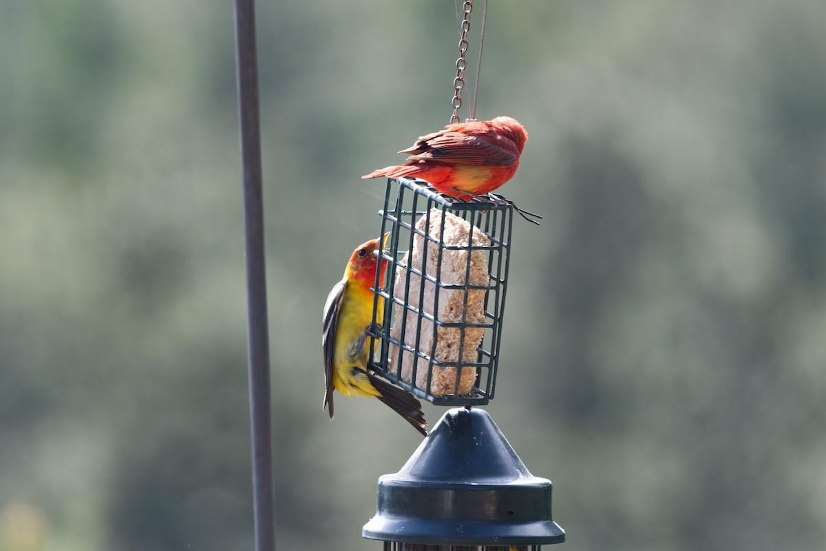 Summer Tanager - ML619677494