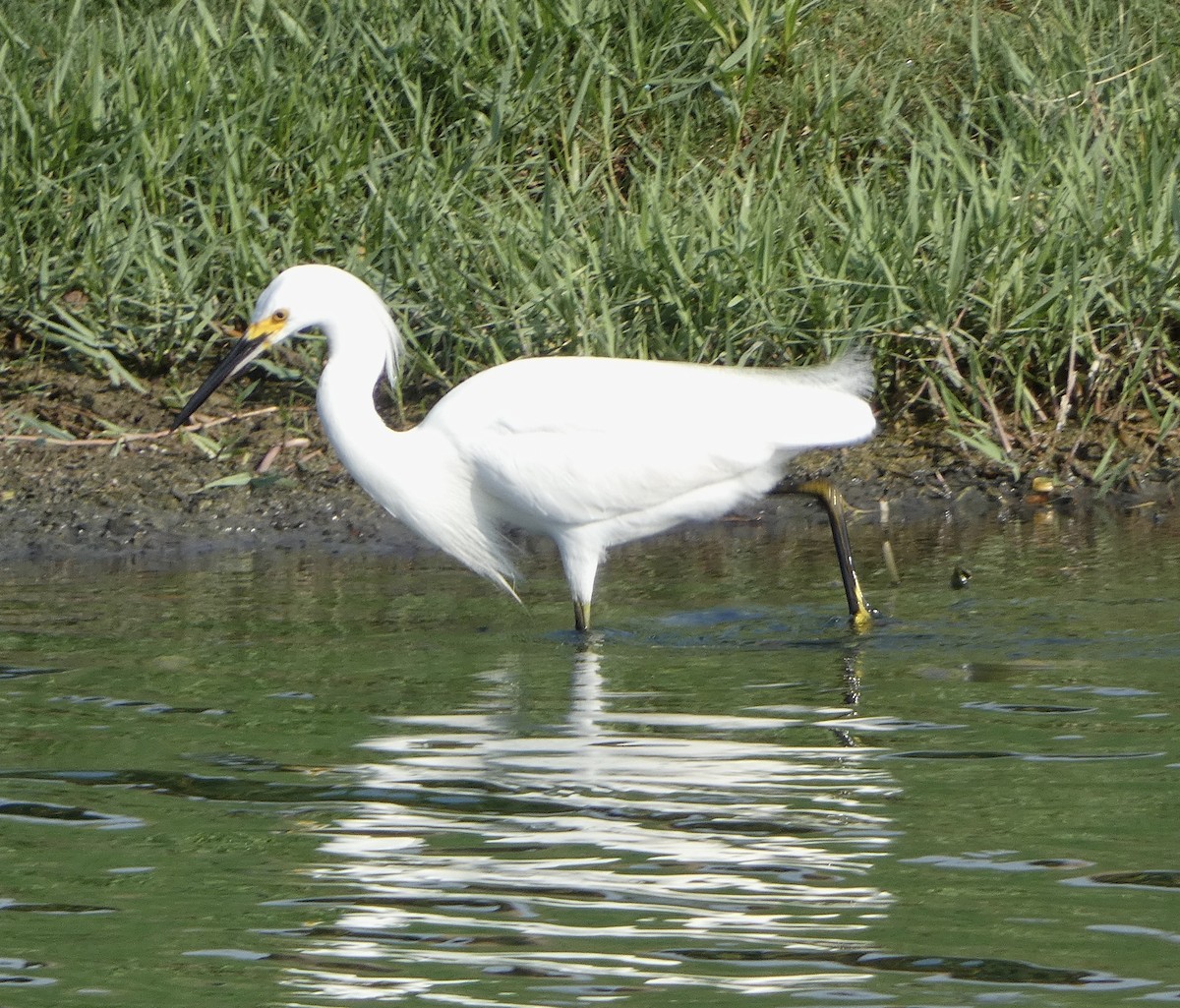 Snowy Egret - ML619677517