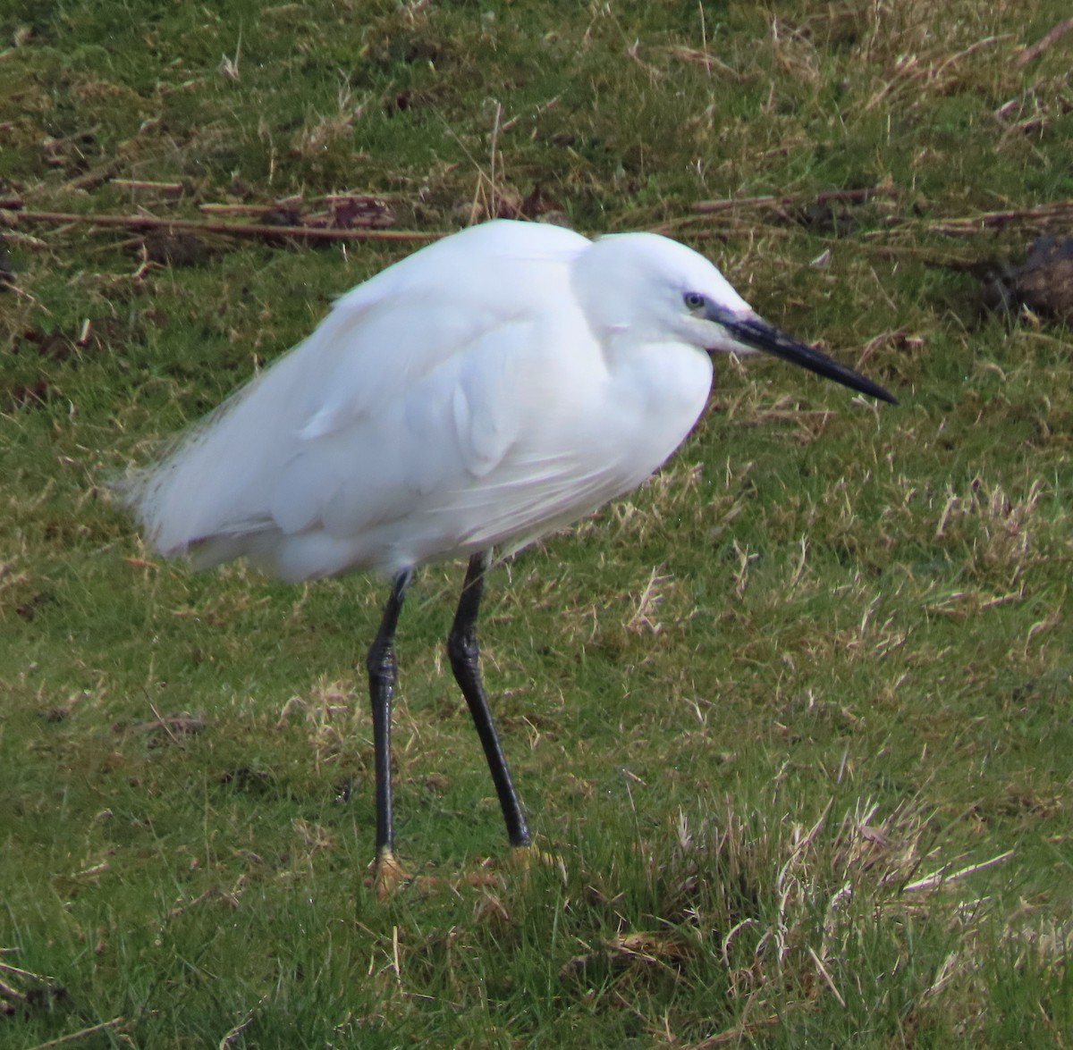 Little Egret - ML619677525