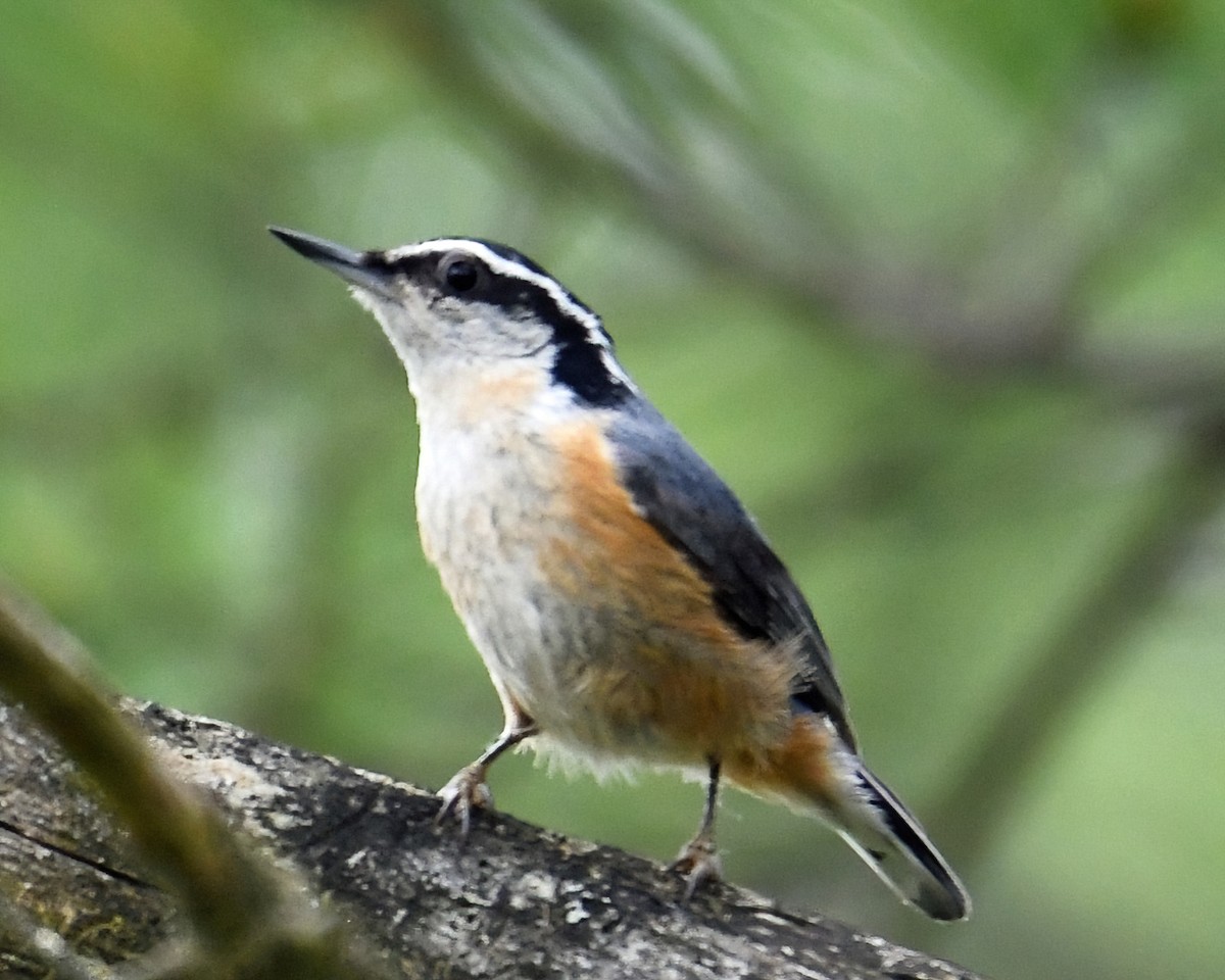 Red-breasted Nuthatch - ML619677548
