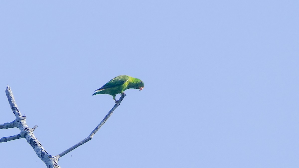 Vernal Hanging-Parrot - ML619677560