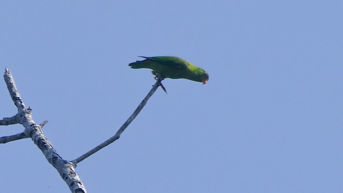 Vernal Hanging-Parrot - Bijoy Venugopal
