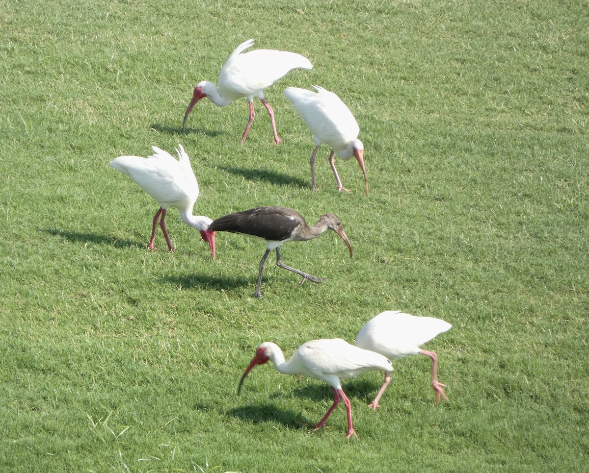 ibis bílý - ML619677563