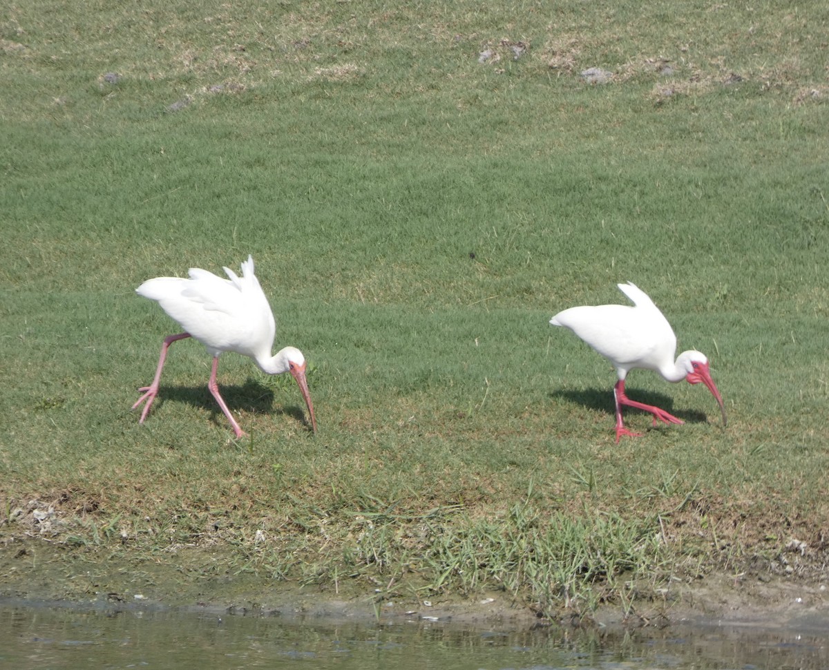 ibis bílý - ML619677566