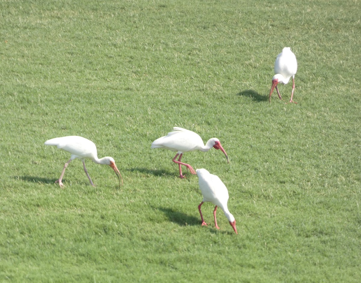 ibis bílý - ML619677568