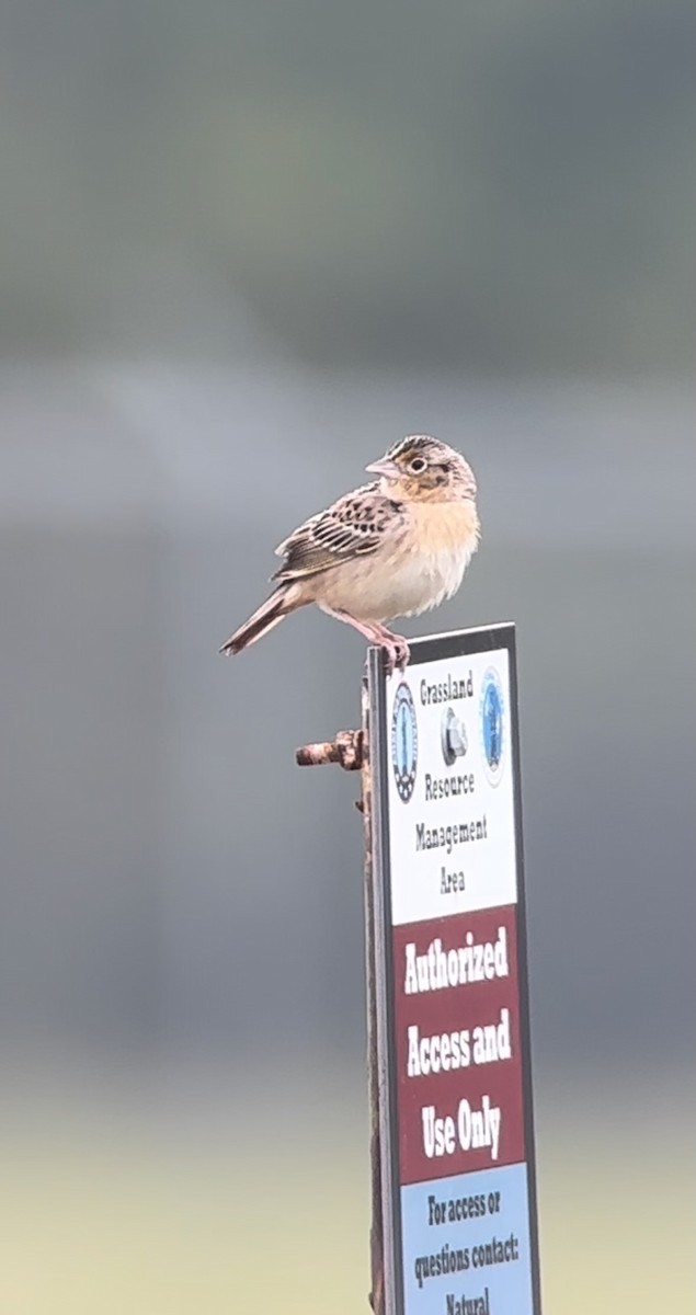 Grasshopper Sparrow - ML619677573