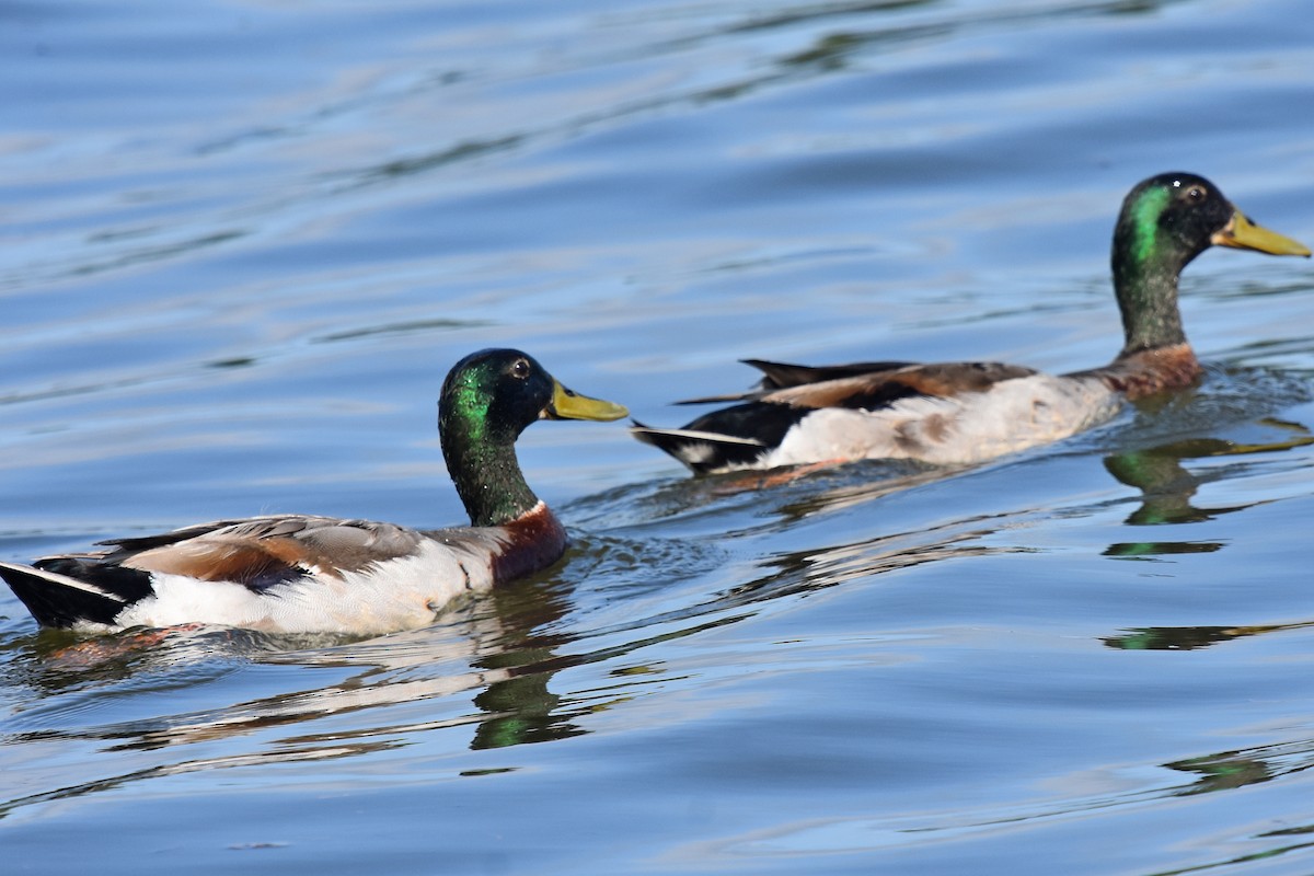 Canard colvert - ML619677574