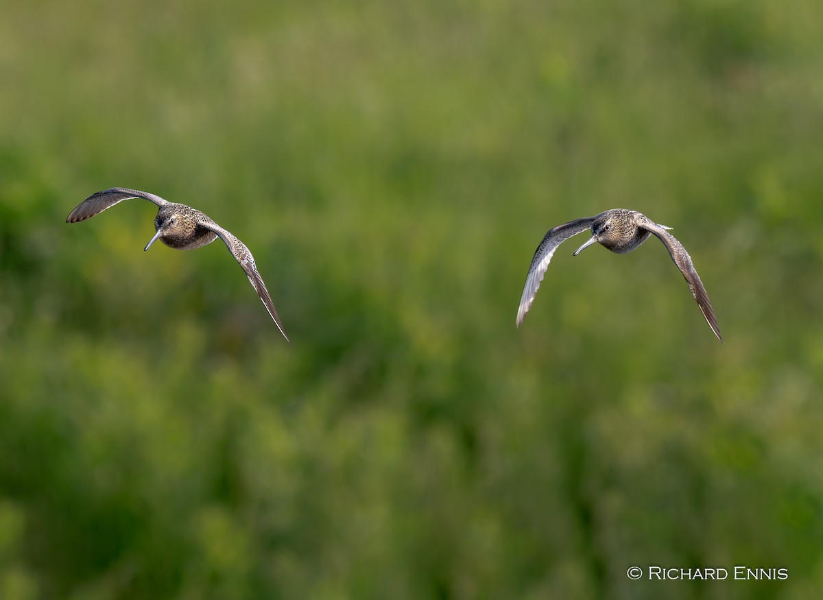 Short-billed Dowitcher - ML619677589