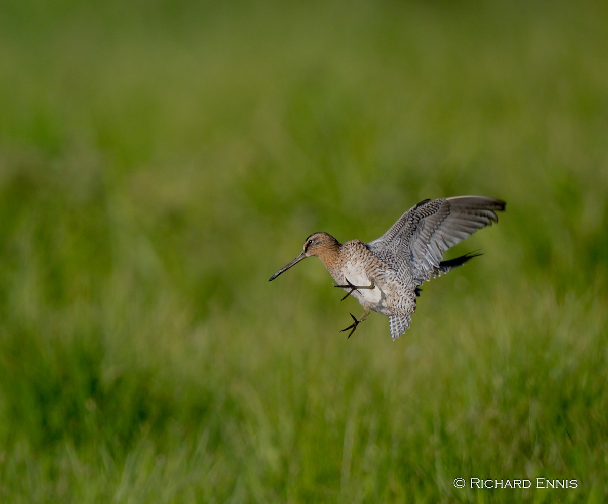 Short-billed Dowitcher - ML619677593