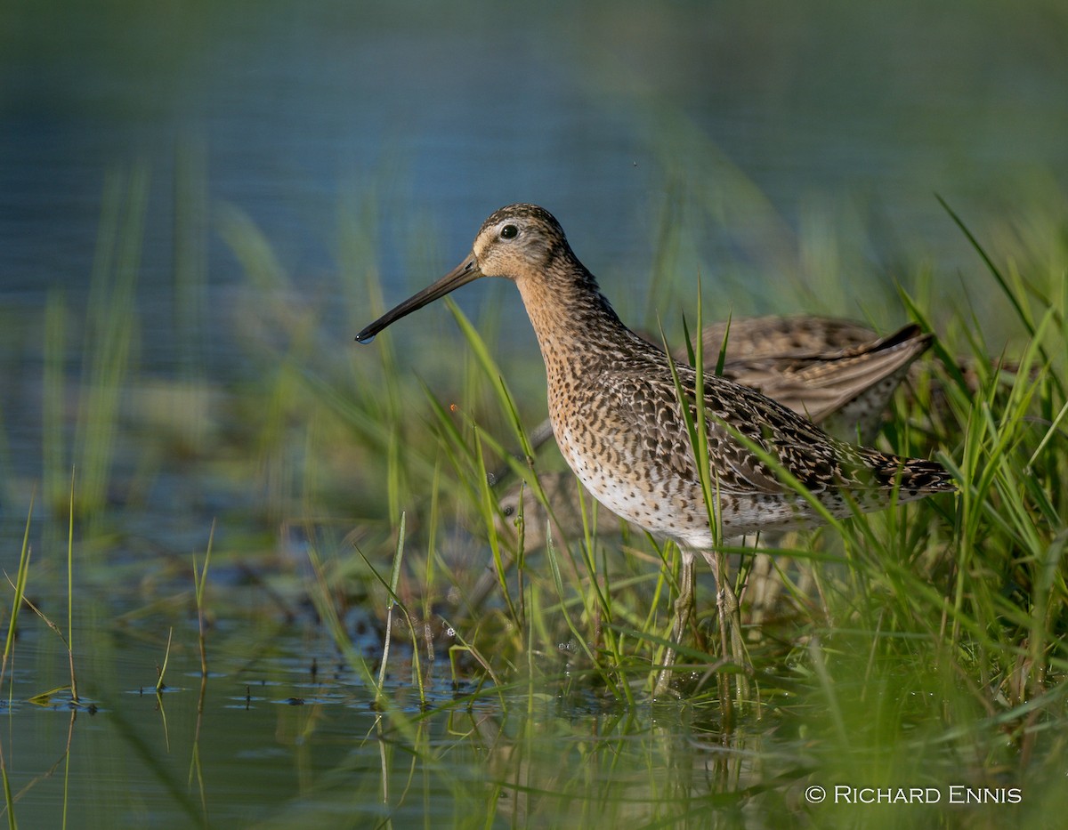 kortnebbekkasinsnipe - ML619677595