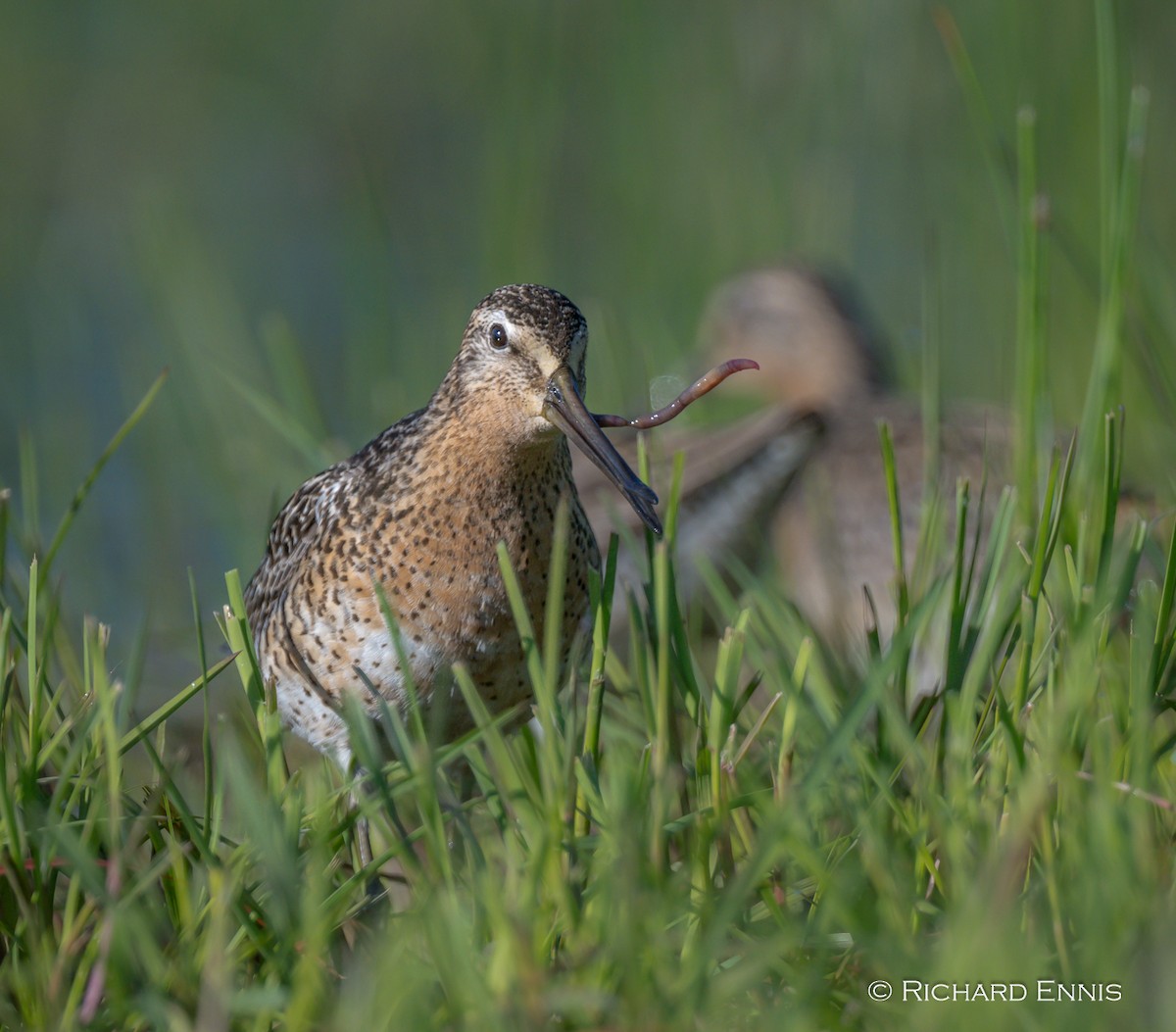 Short-billed Dowitcher - ML619677596