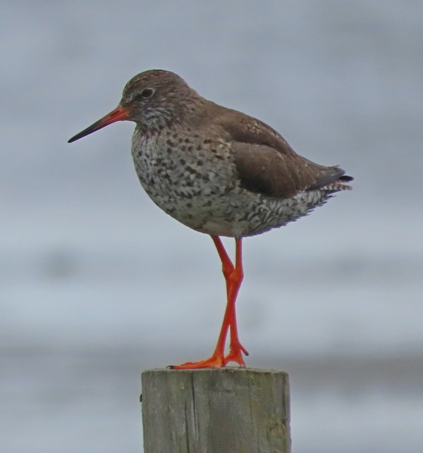 Common Redshank - ML619677667