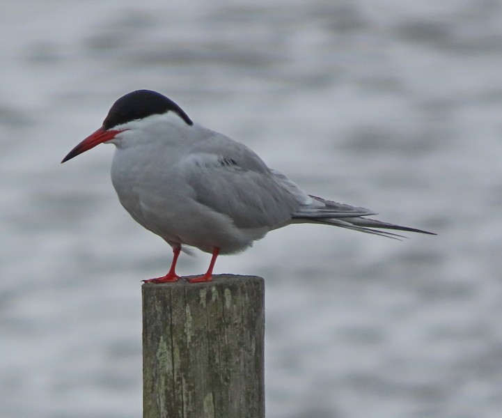 Common Tern - ML619677692