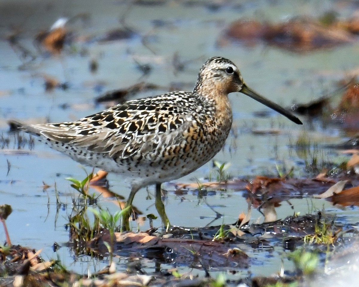 Short-billed Dowitcher - ML619677706