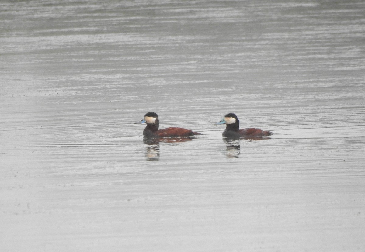 Ruddy Duck - ML619677708