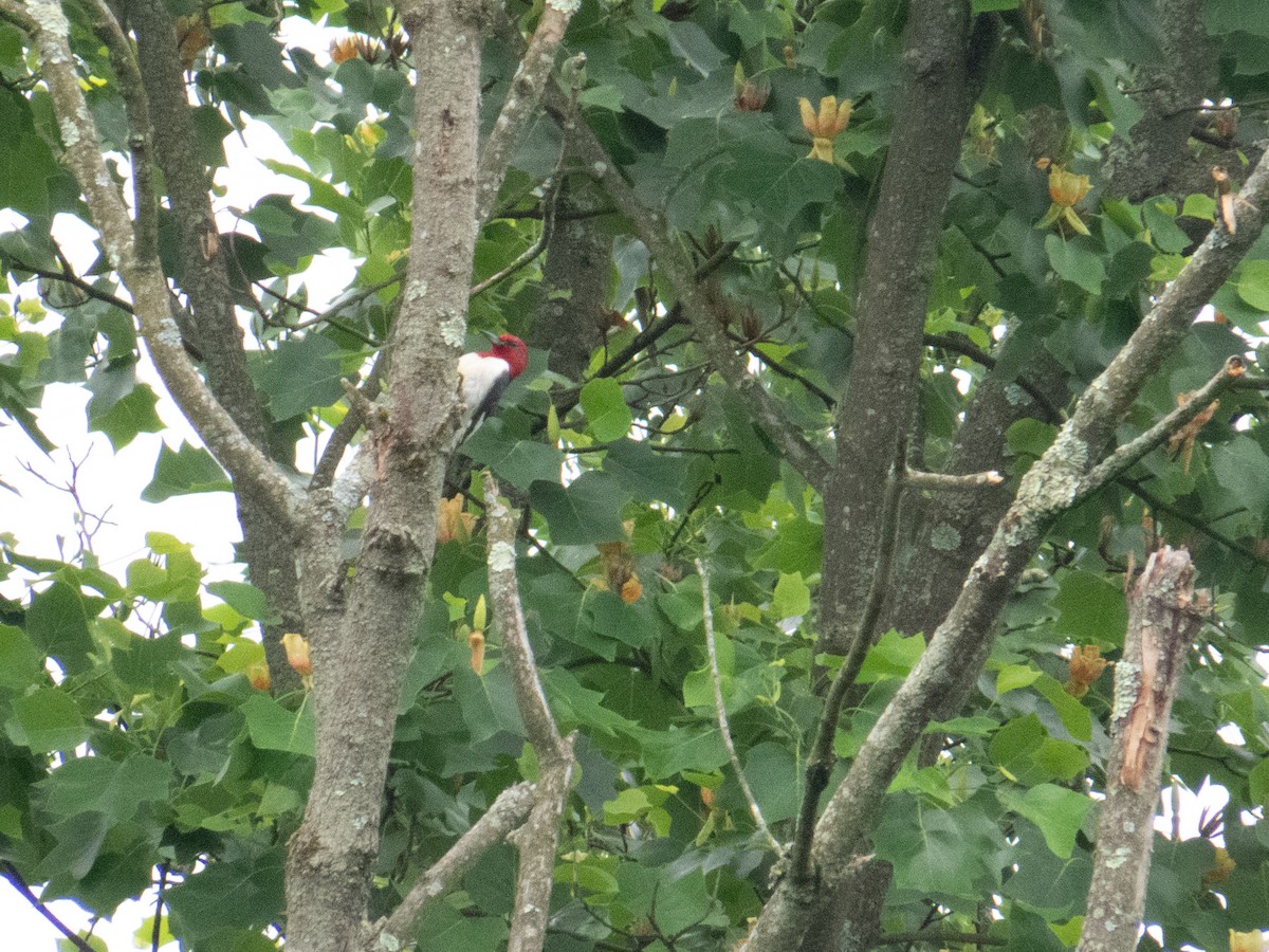 Red-headed Woodpecker - ML619677715