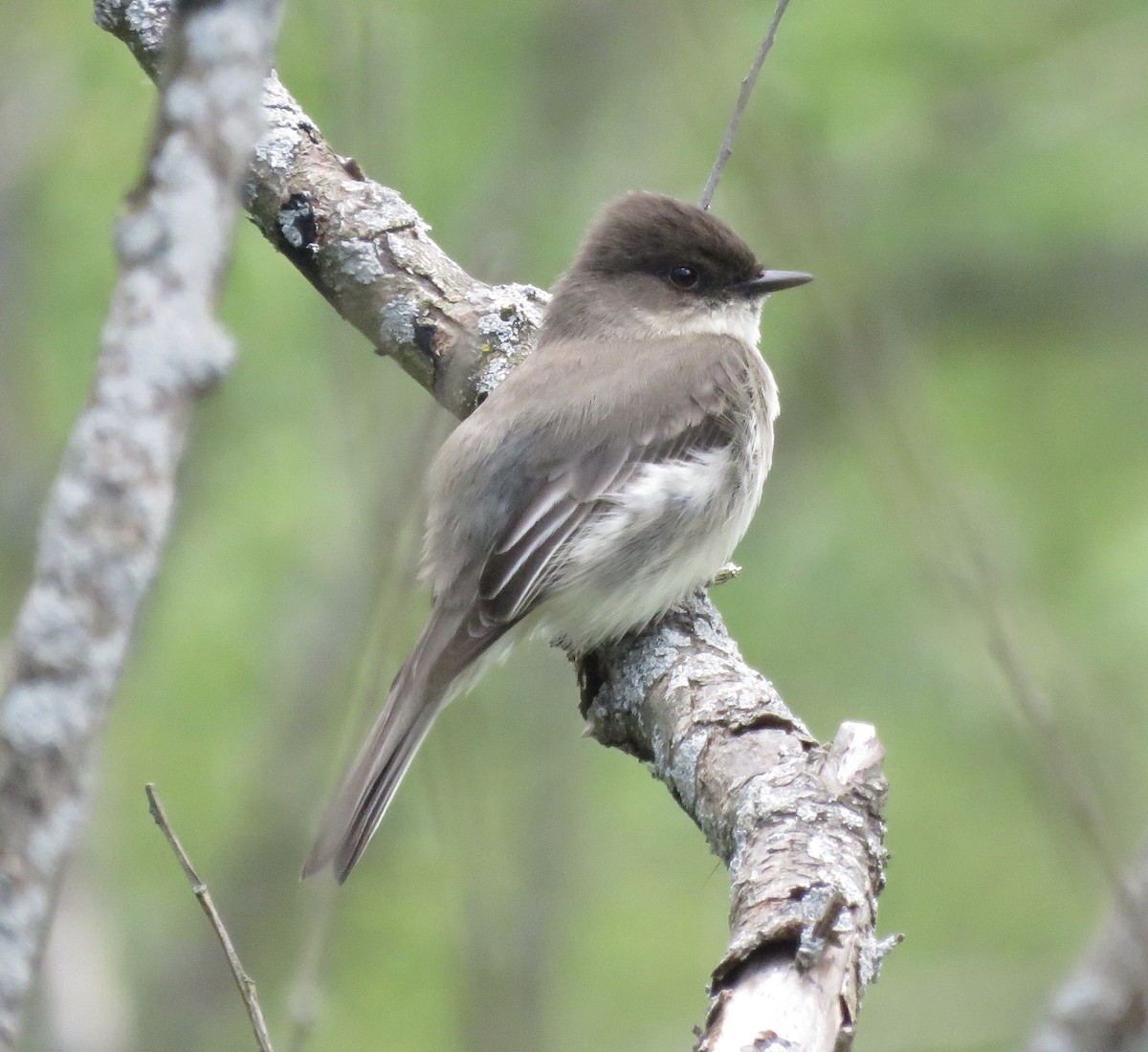 Eastern Phoebe - Carole Ratté