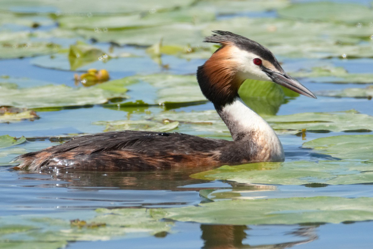 Great Crested Grebe - ML619677750