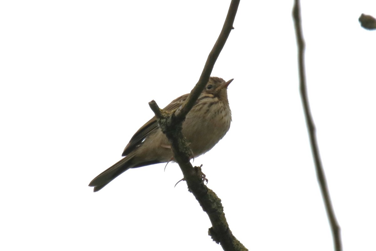 Meadow Pipit - ML619677752