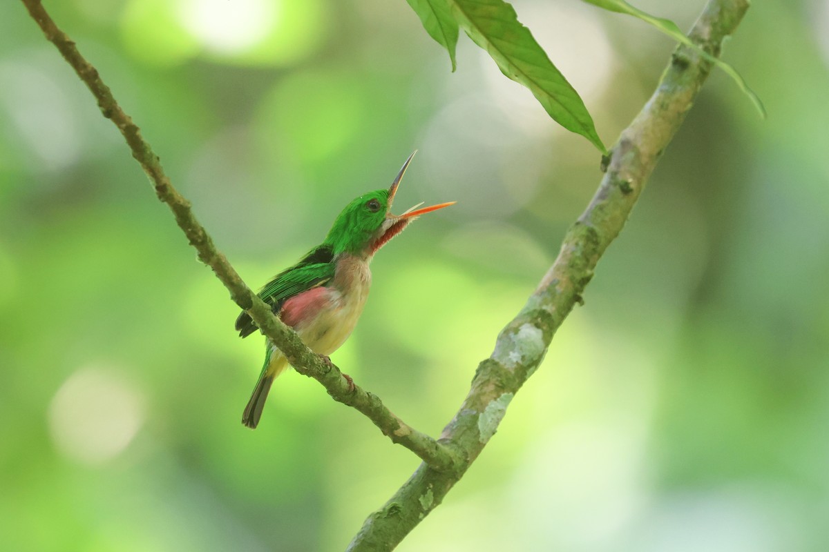 Broad-billed Tody - ML619677755