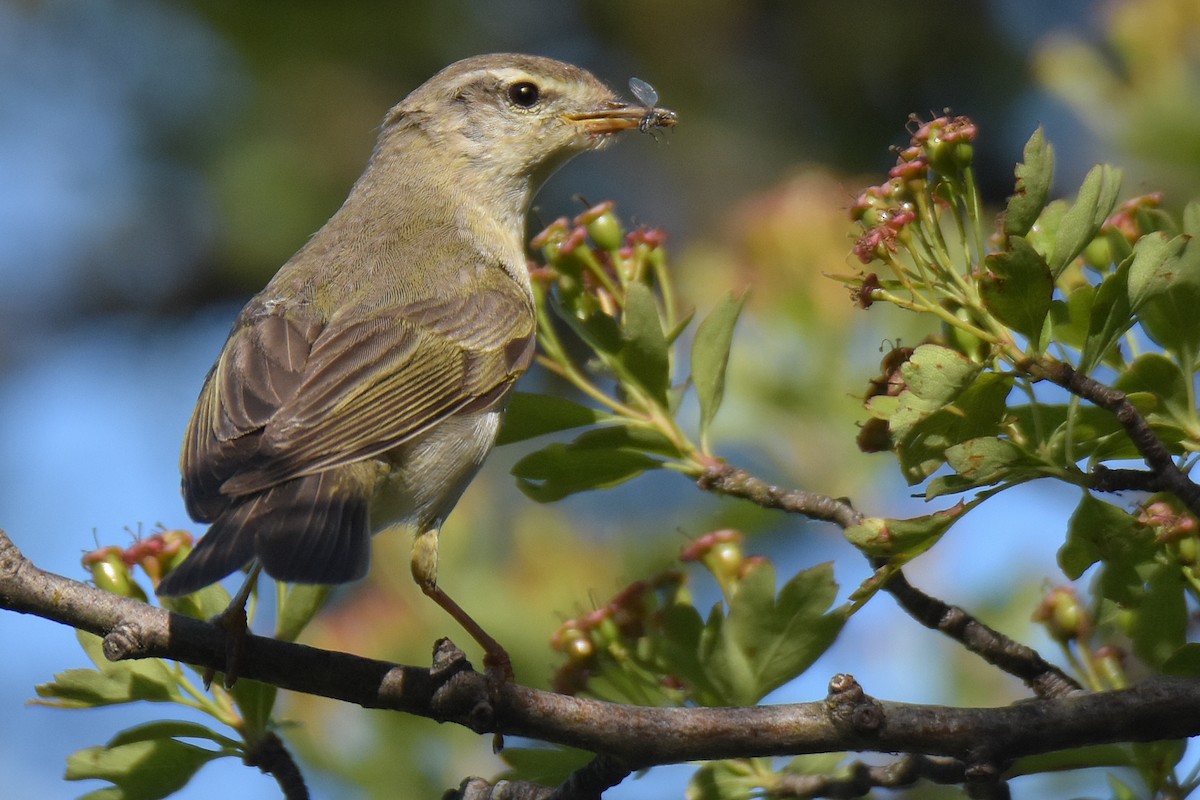 Willow Warbler - Max Herrmann