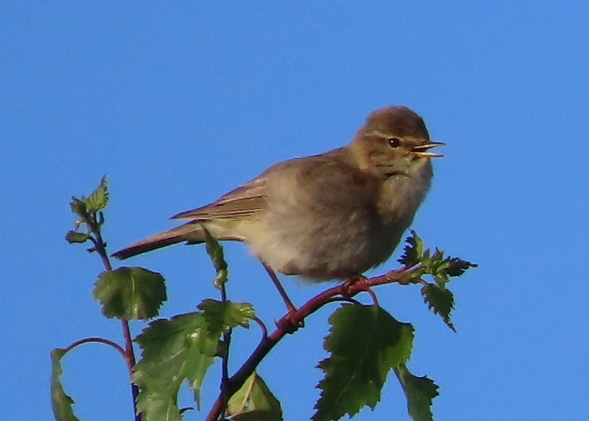 Willow Warbler - George and Teresa Baker