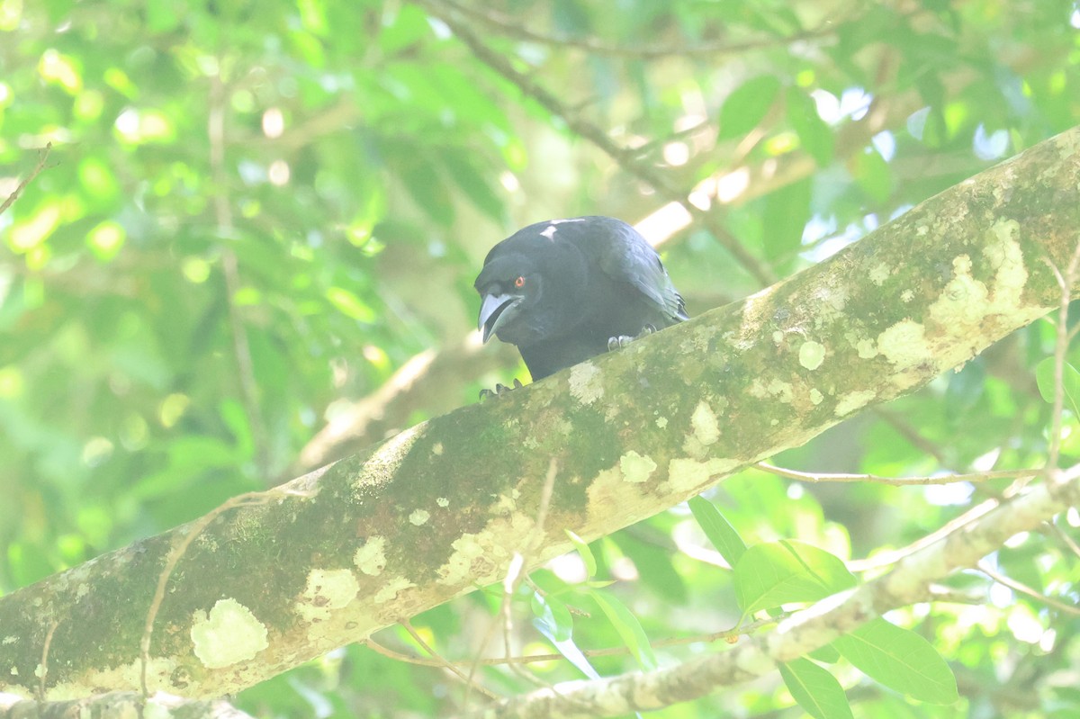 White-necked Crow - ML619677778