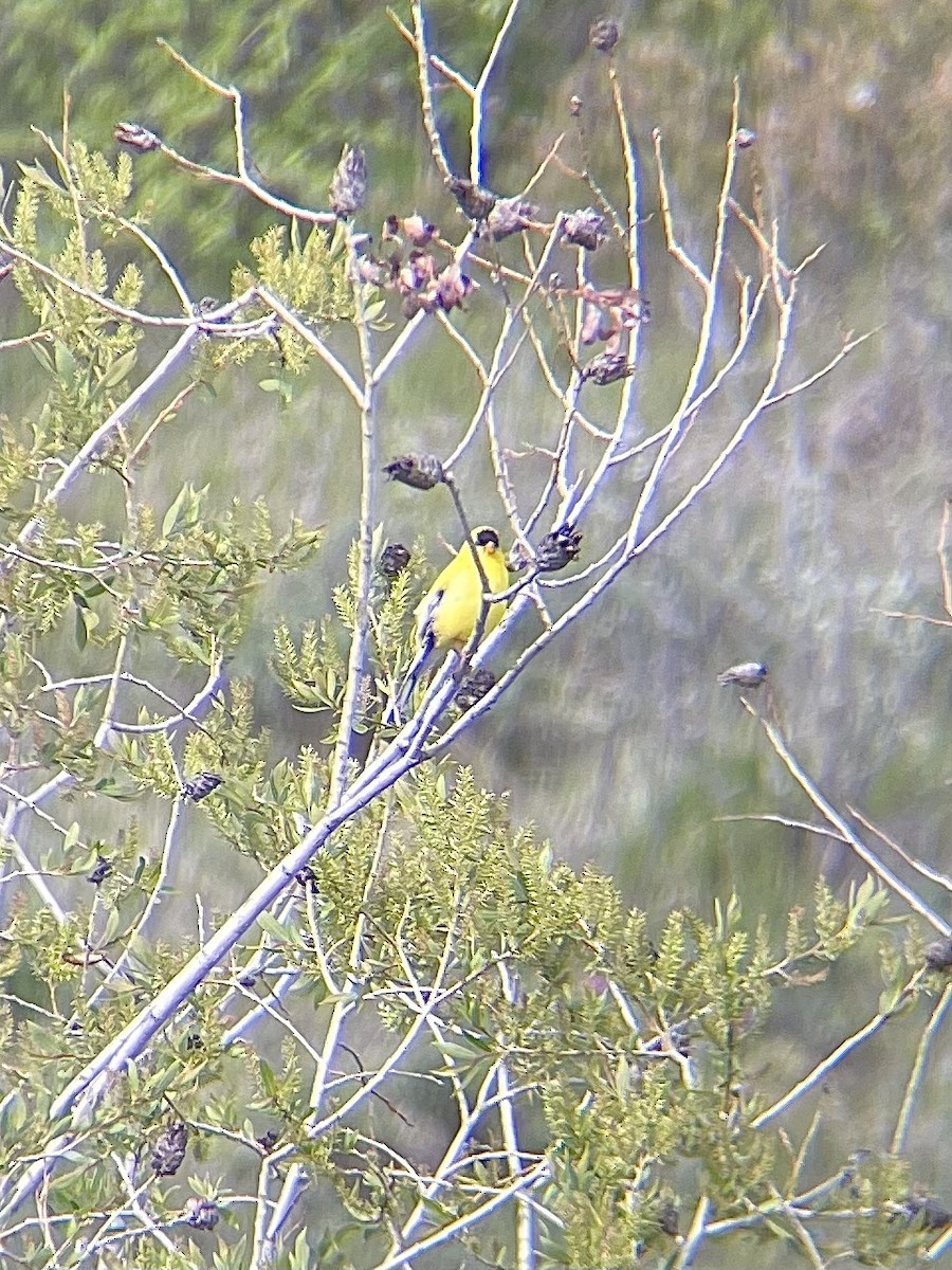 Chardonneret jaune - ML619677783