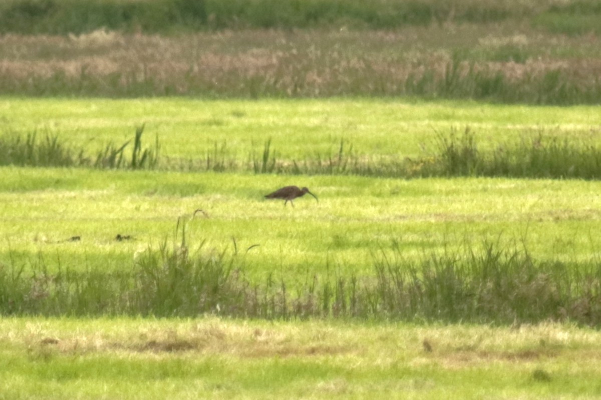 Eurasian Curlew - ML619677784