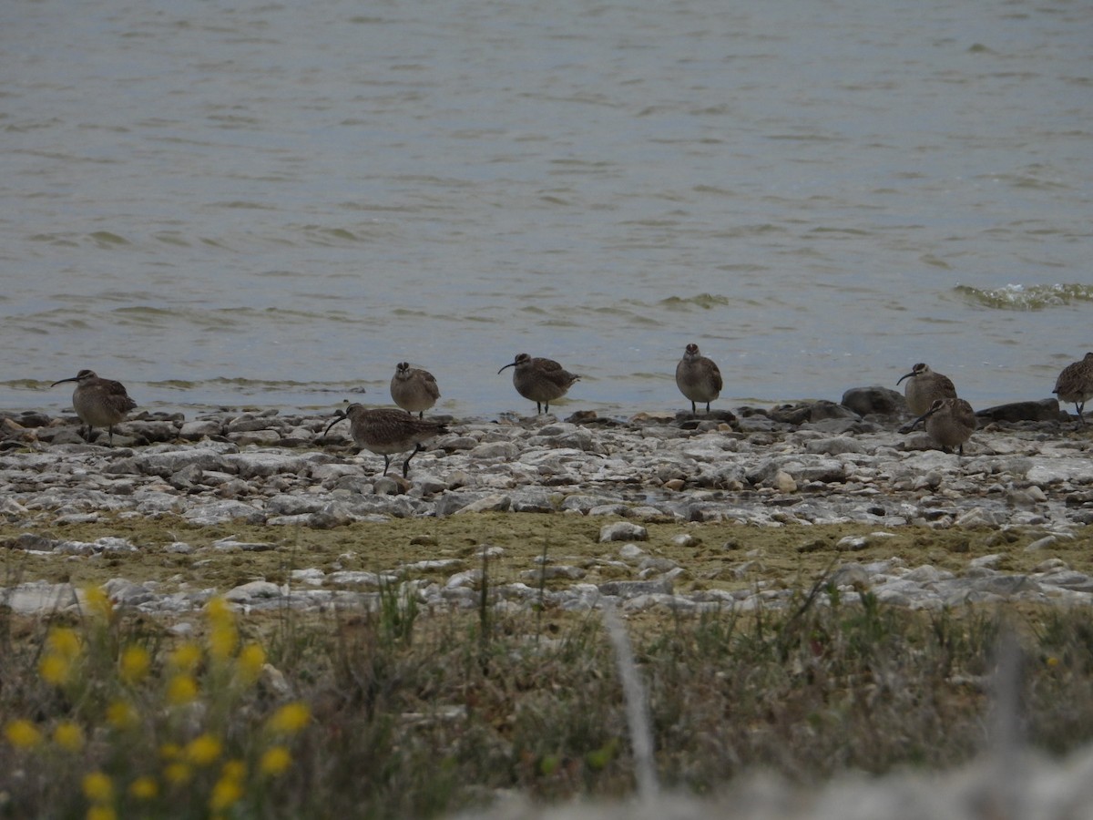 Whimbrel - ML619677786