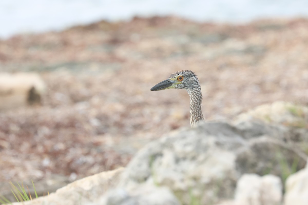 Yellow-crowned Night Heron - ML619677790