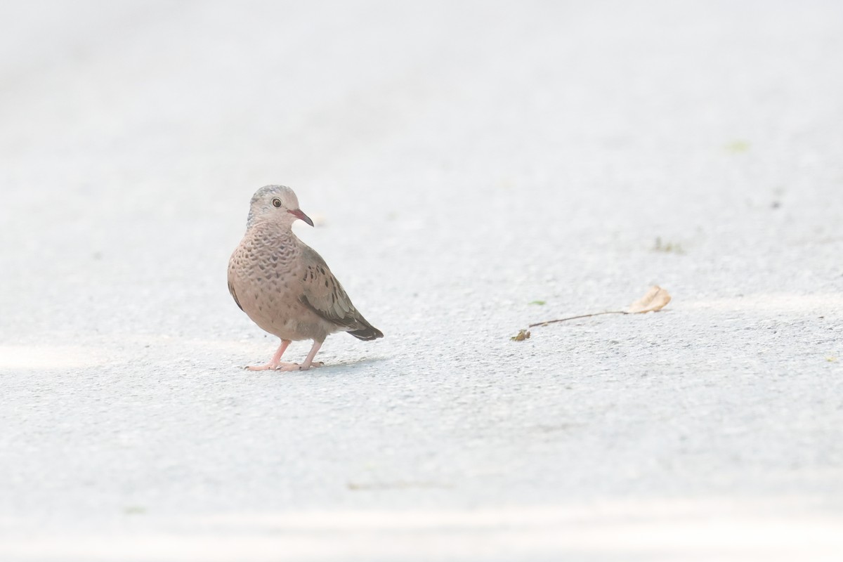 Common Ground Dove - Evan Buechley