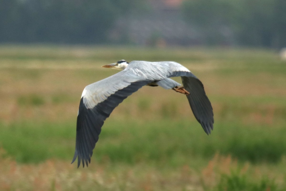 Gray Heron - ML619677812