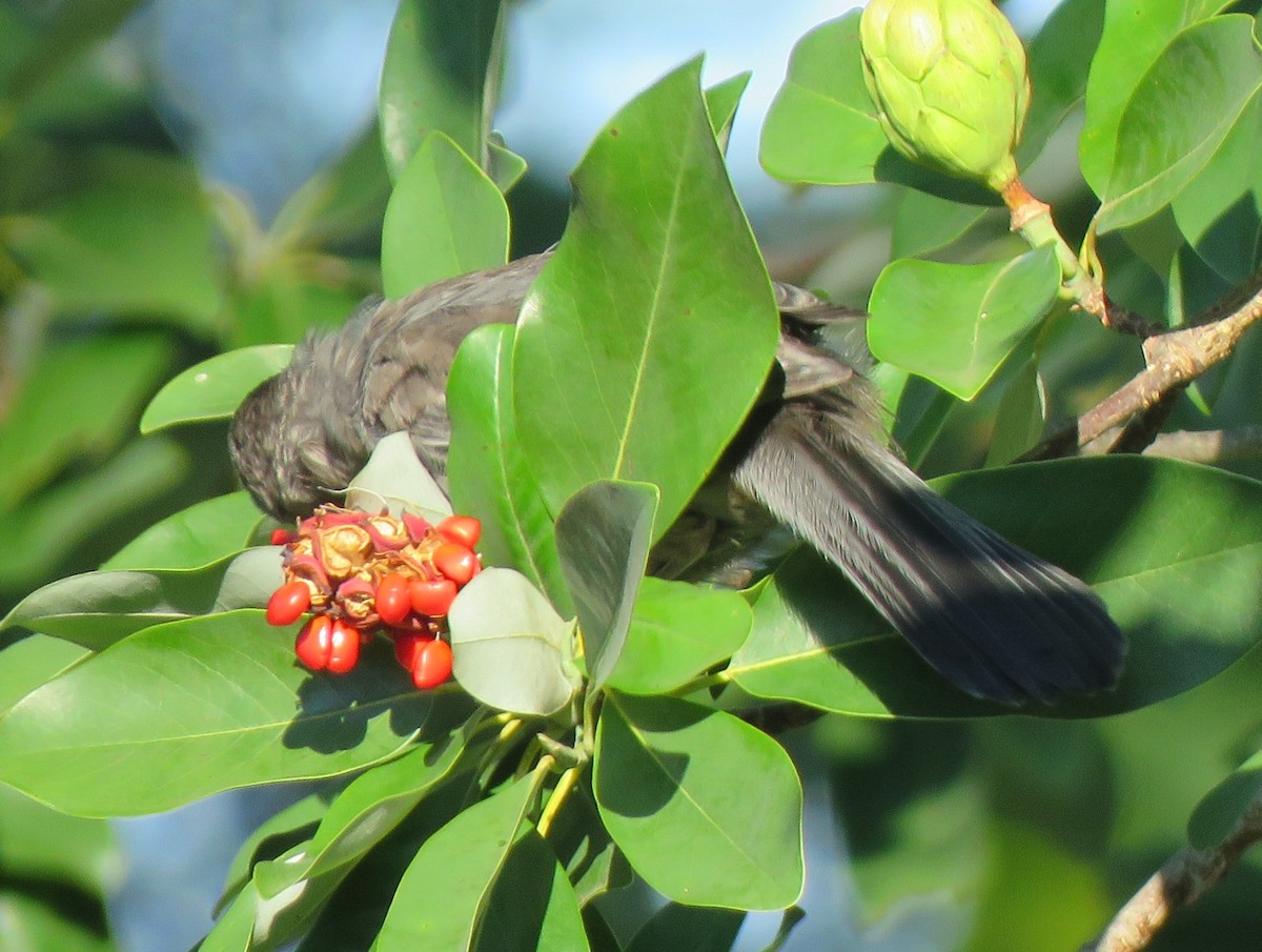 Gray Catbird - ML619677814