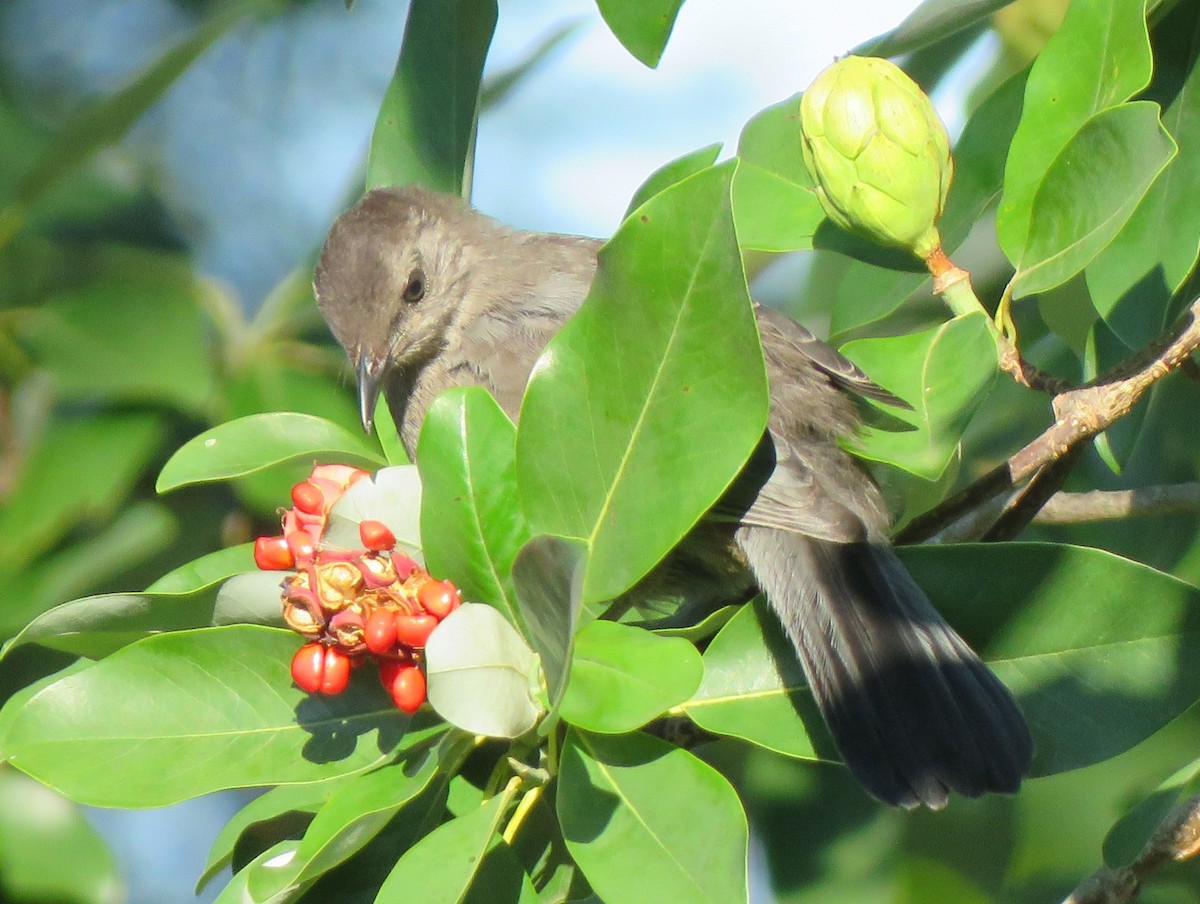 Gray Catbird - ML619677816