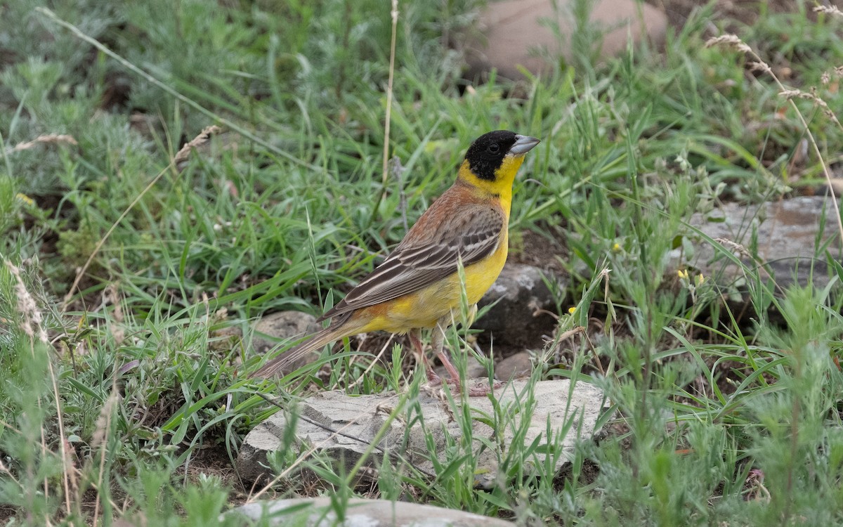 Black-headed Bunting - ML619677818