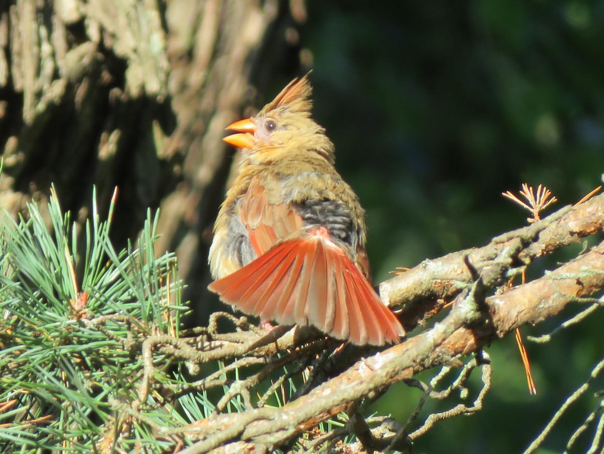 rødkardinal (cardinalis gr.) - ML619677825