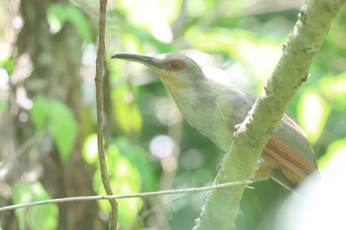 Hispaniolan Lizard-Cuckoo - ML619677855