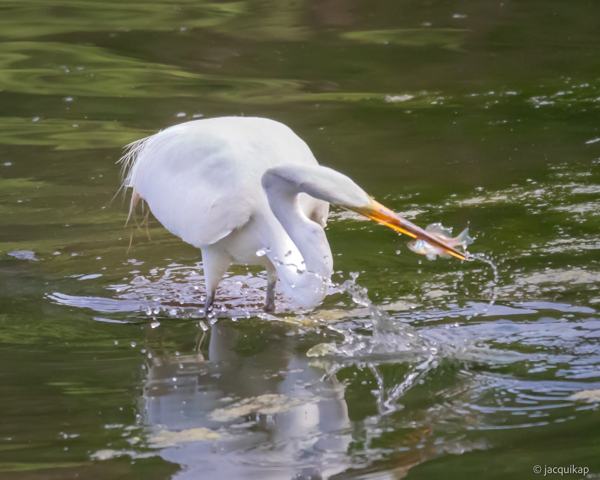 Great Egret - ML619677857