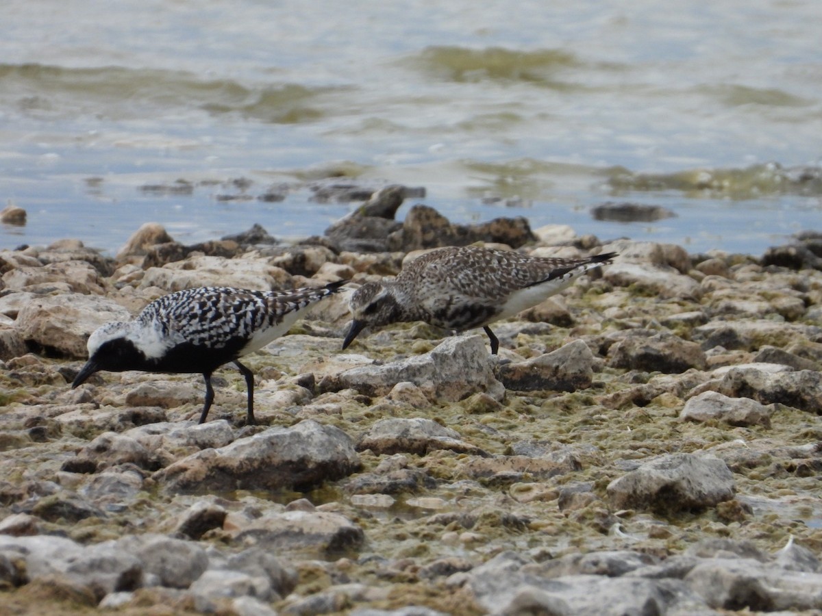 Black-bellied Plover - ML619677863