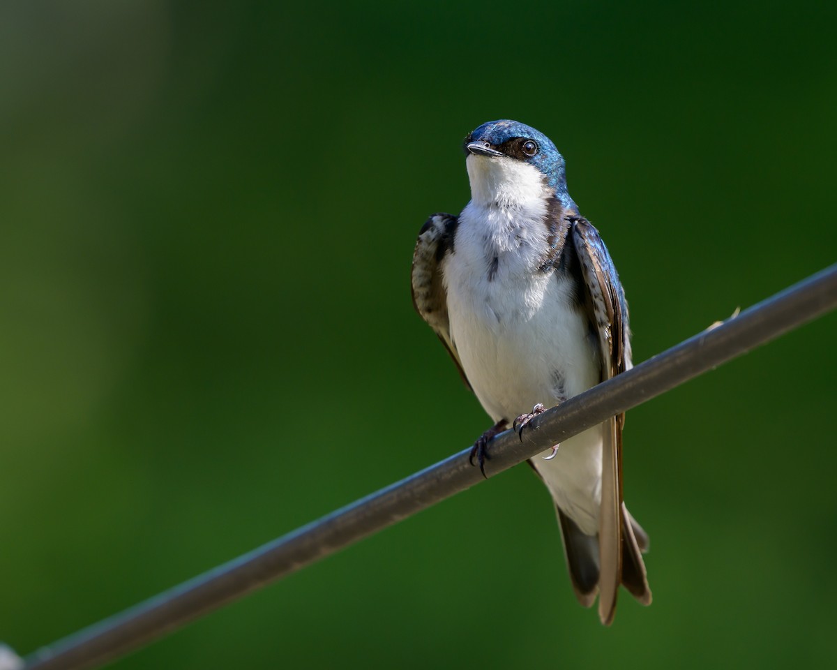 Tree Swallow - ML619677866