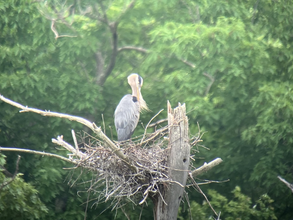 Great Blue Heron - ML619677909