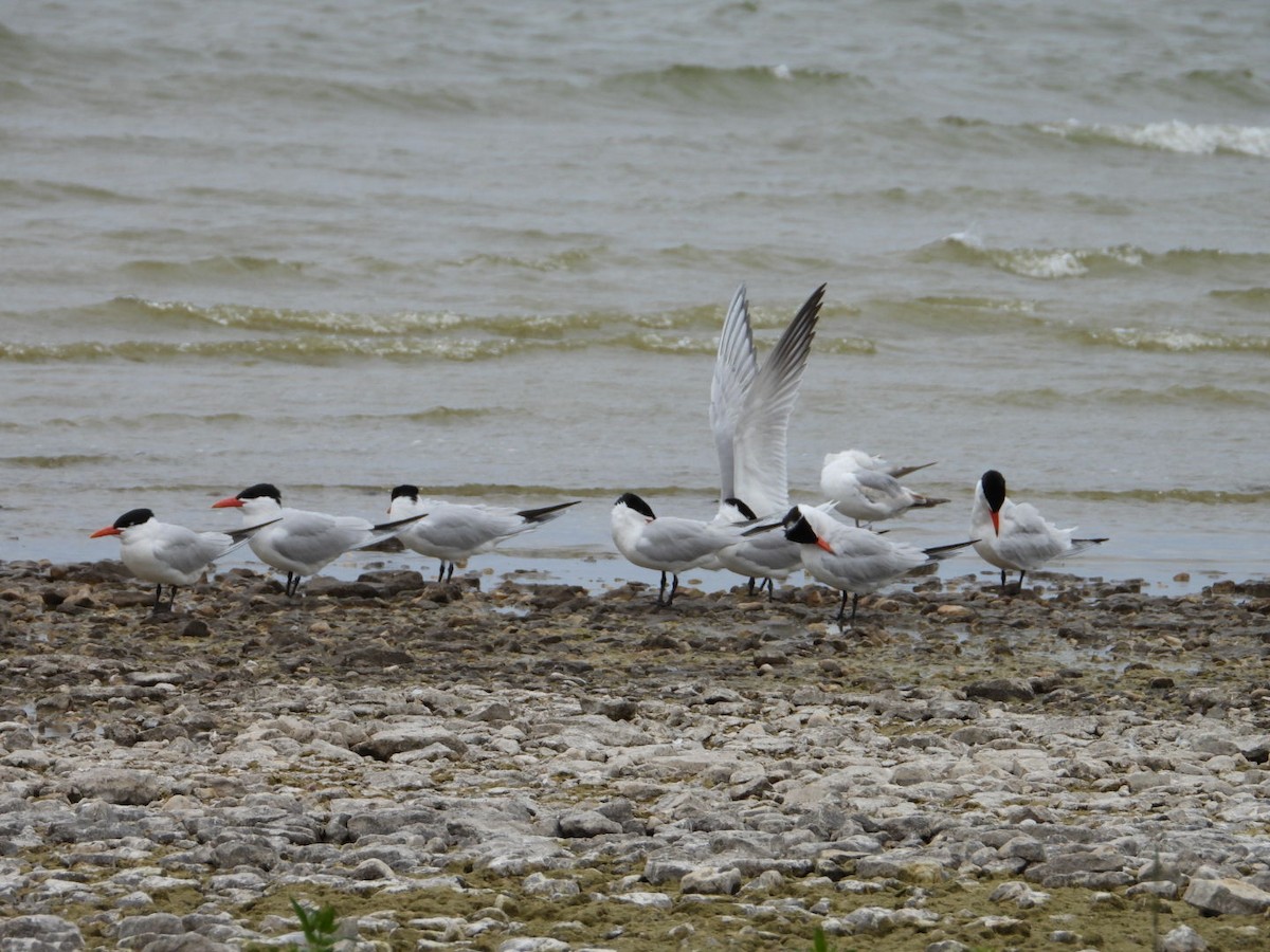 Caspian Tern - ML619677934