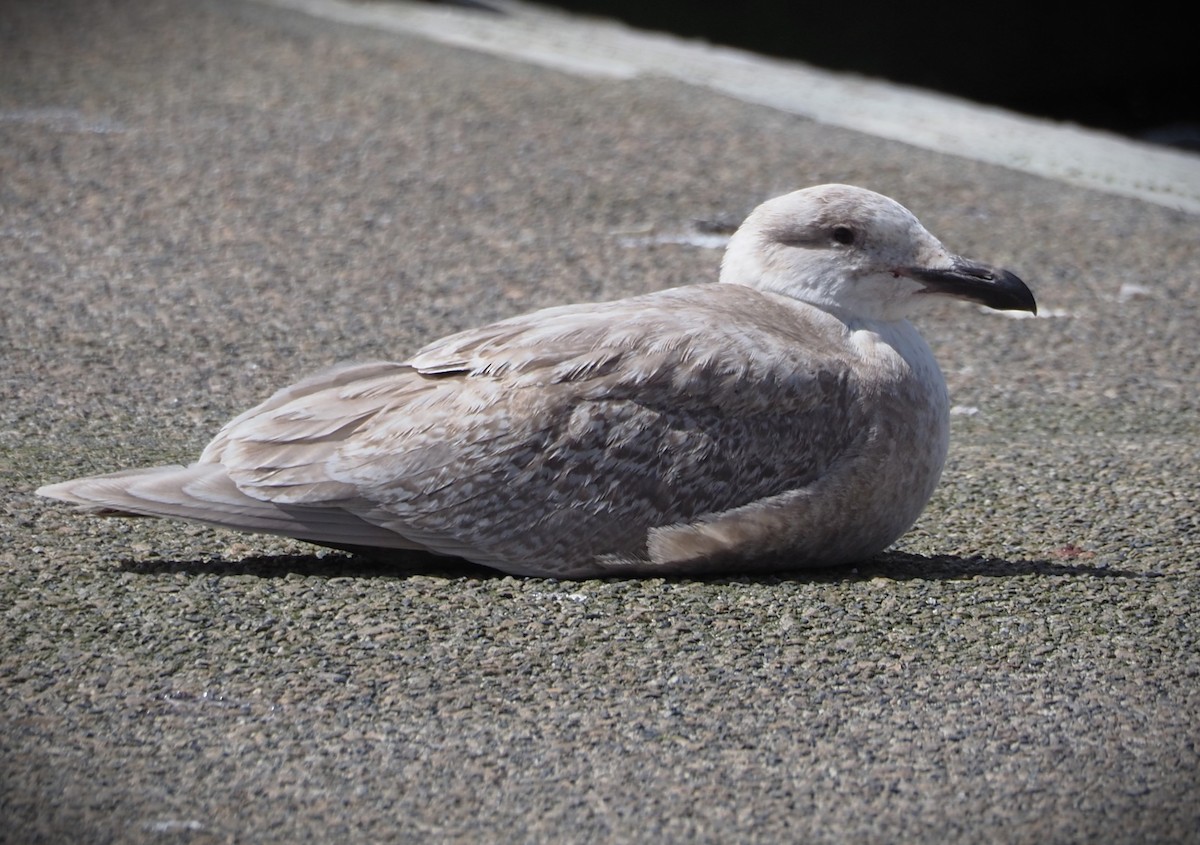 Glaucous-winged Gull - ML619677968