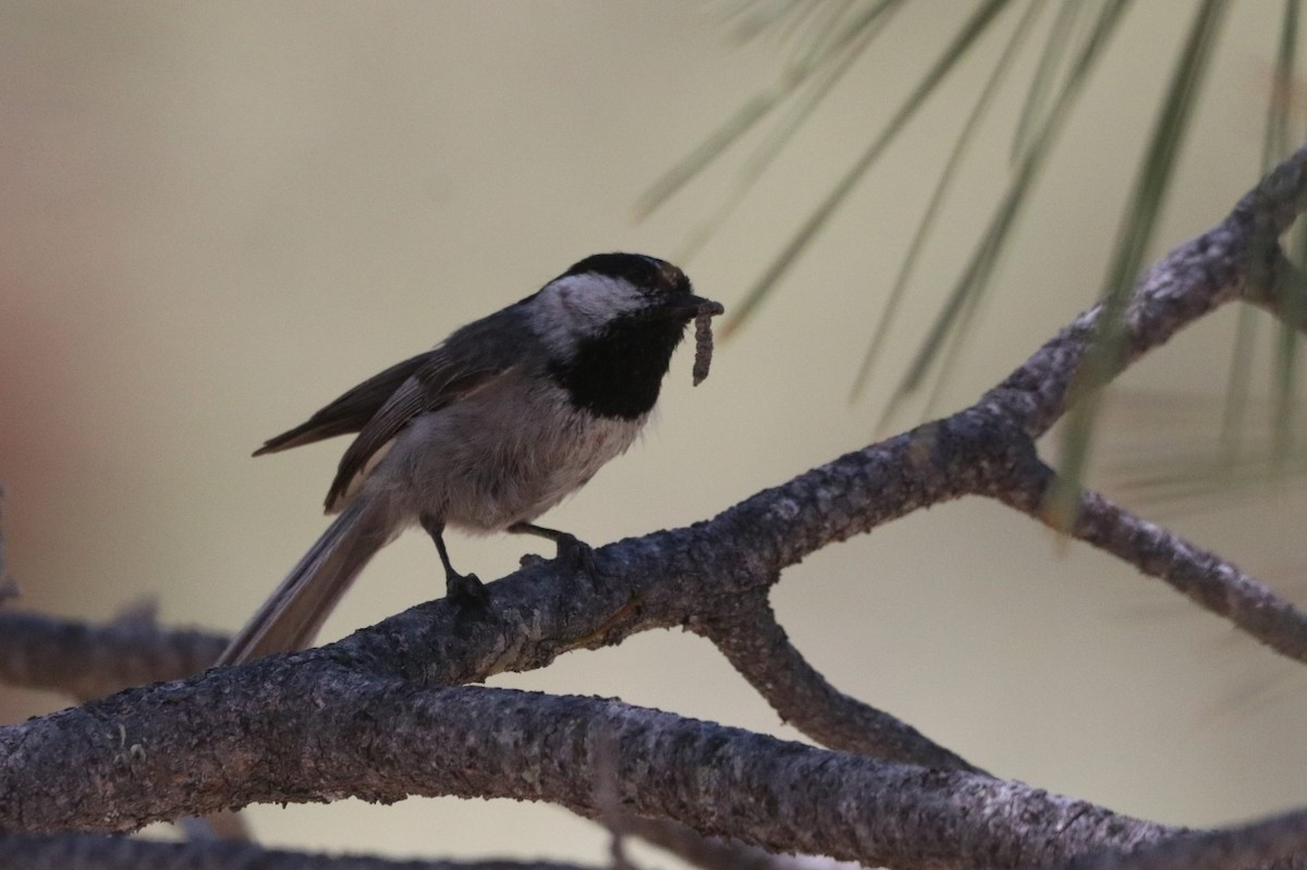 Mésange de Gambel - ML619677975