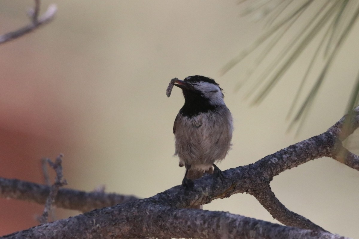 Mésange de Gambel - ML619677977