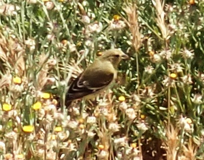 Lesser Goldfinch - ML619678003